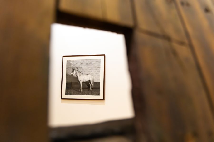 Fotografia emoldurada de um cavalo vista através de uma abertura, numa exposição